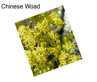 Chinese Woad