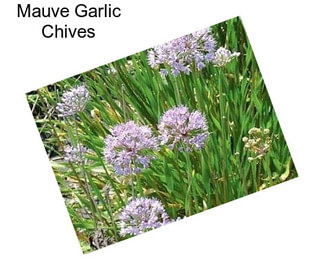 Mauve Garlic Chives