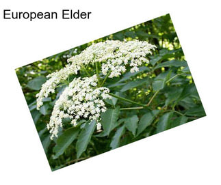 European Elder