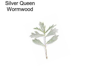 Silver Queen Wormwood