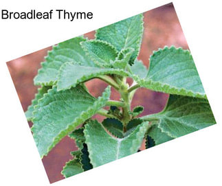 Broadleaf Thyme