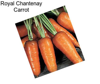 Royal Chantenay Carrot