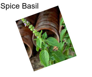 Spice Basil