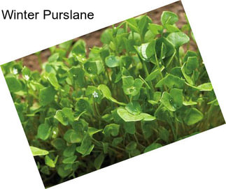 Winter Purslane