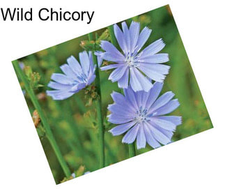 Wild Chicory