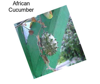 African Cucumber