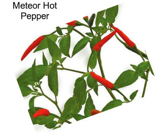 Meteor Hot Pepper