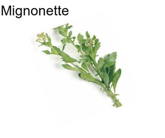 Mignonette