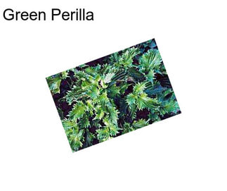 Green Perilla