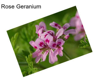 Rose Geranium