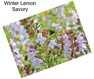 Winter Lemon Savory