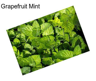 Grapefruit Mint