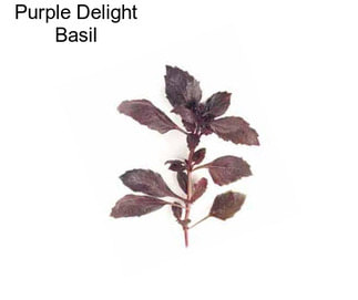 Purple Delight Basil