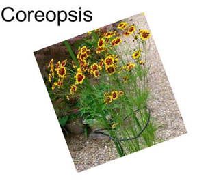 Coreopsis