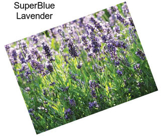SuperBlue Lavender