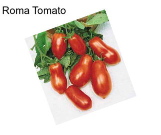 Roma Tomato