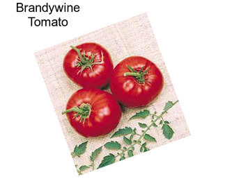 Brandywine Tomato