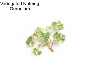 Variegated Nutmeg Geranium