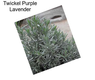 Twickel Purple Lavender