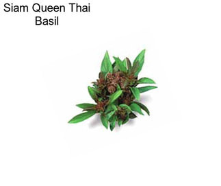 Siam Queen Thai Basil