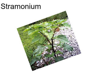 Stramonium