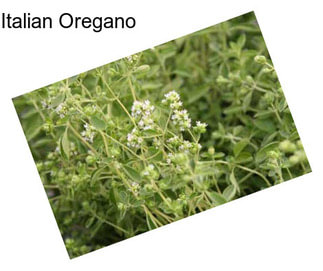 Italian Oregano