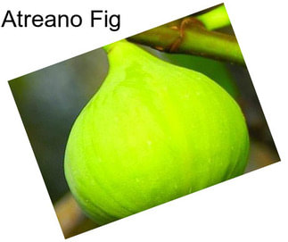 Atreano Fig