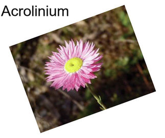 Acrolinium