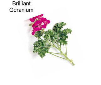 Brilliant Geranium