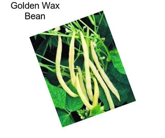 Golden Wax Bean