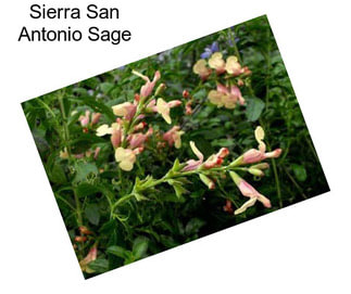 Sierra San Antonio Sage