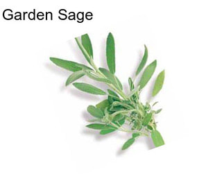 Garden Sage