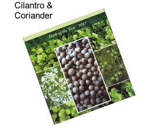 Cilantro & Coriander