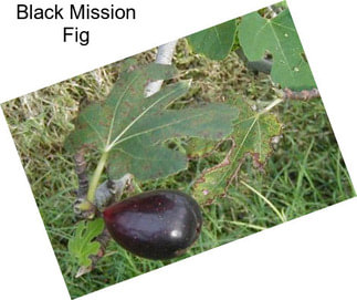 Black Mission Fig