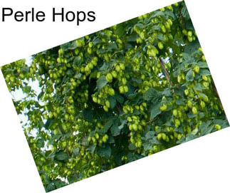 Perle Hops