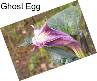 Ghost Egg