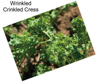 Wrinkled Crinkled Cress