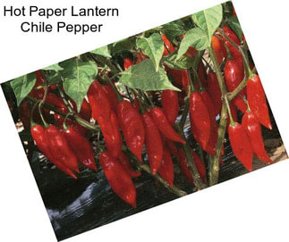 Hot Paper Lantern Chile Pepper