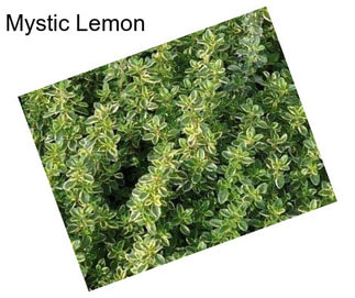 Mystic Lemon