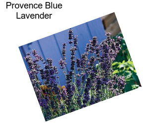 Provence Blue Lavender