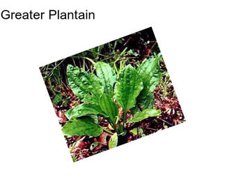 Greater Plantain