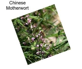 Chinese Motherwort