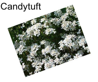 Candytuft