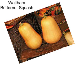 Waltham Butternut Squash