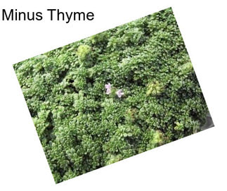 Minus Thyme