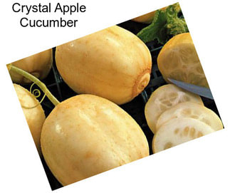 Crystal Apple Cucumber