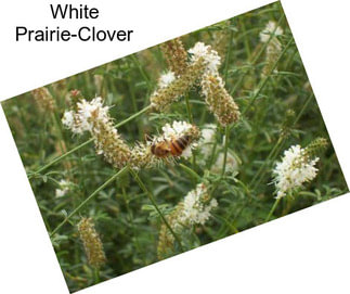 White Prairie-Clover