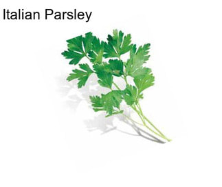 Italian Parsley