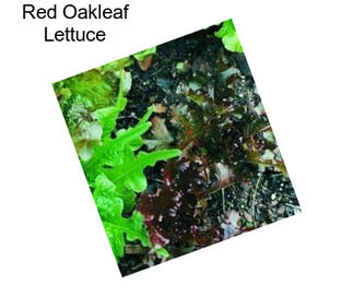 Red Oakleaf Lettuce