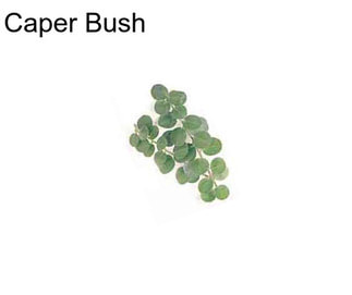 Caper Bush